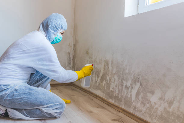 Professional mold removal team in Herndon